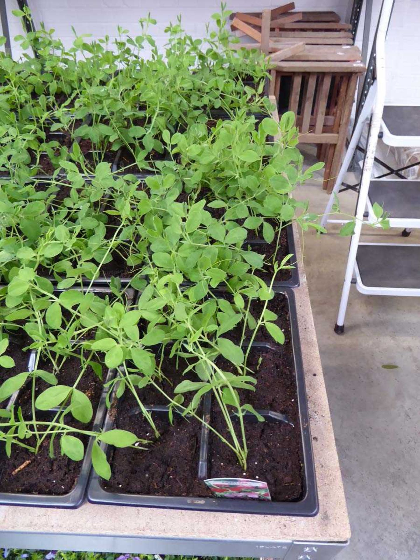 4 trays of Spencer sweet peas