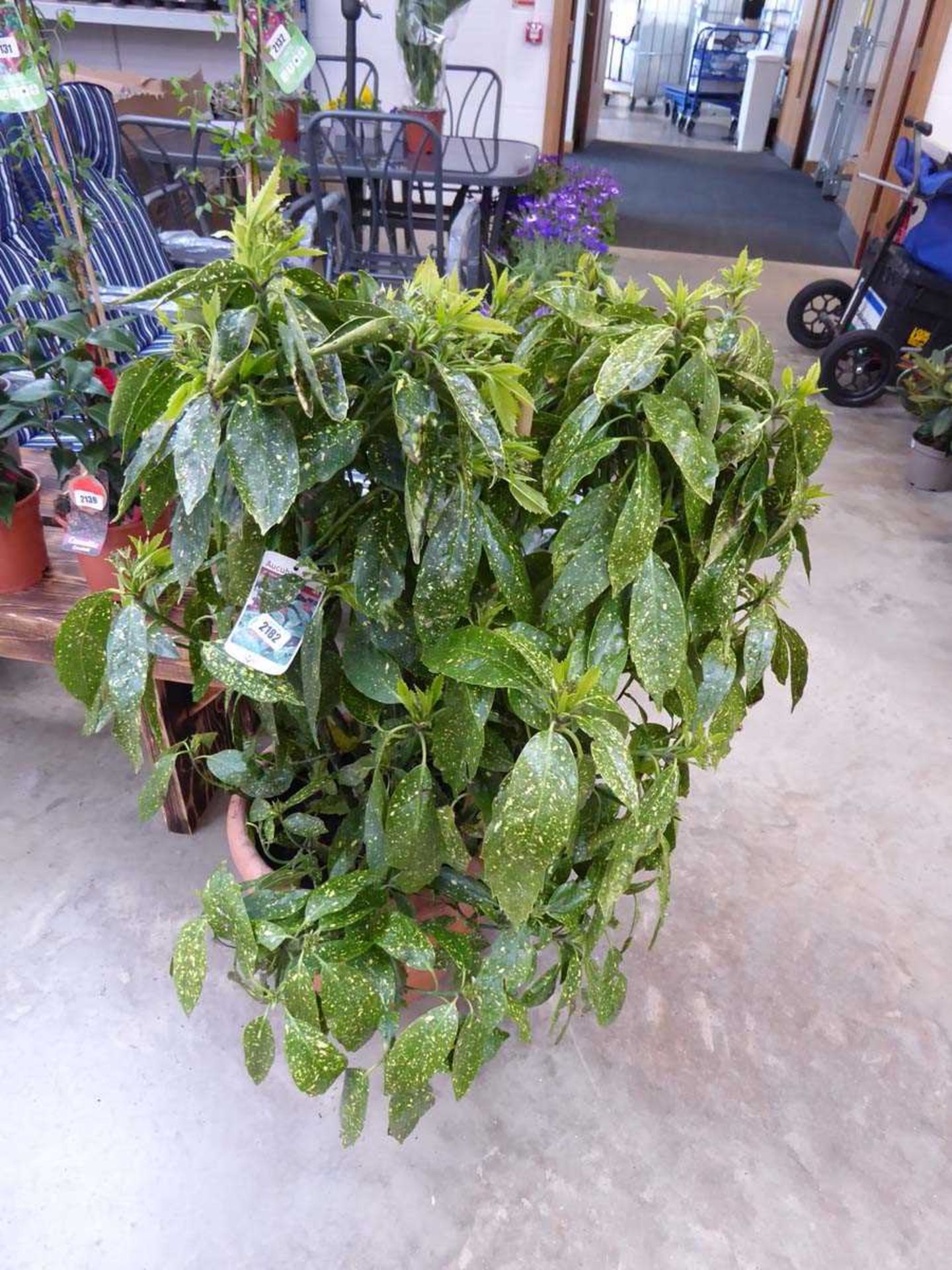 Large potted Aucuba Japonica shrub in terracotta pot