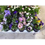 Tray containing 15 pots of pansies