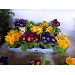 Tray containing 11 pots of primulas