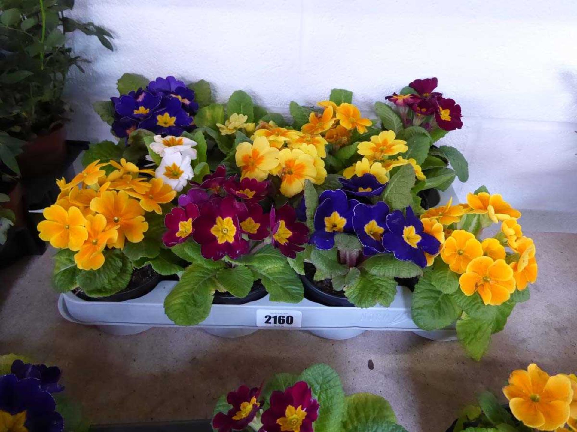 Tray containing 11 pots of primulas