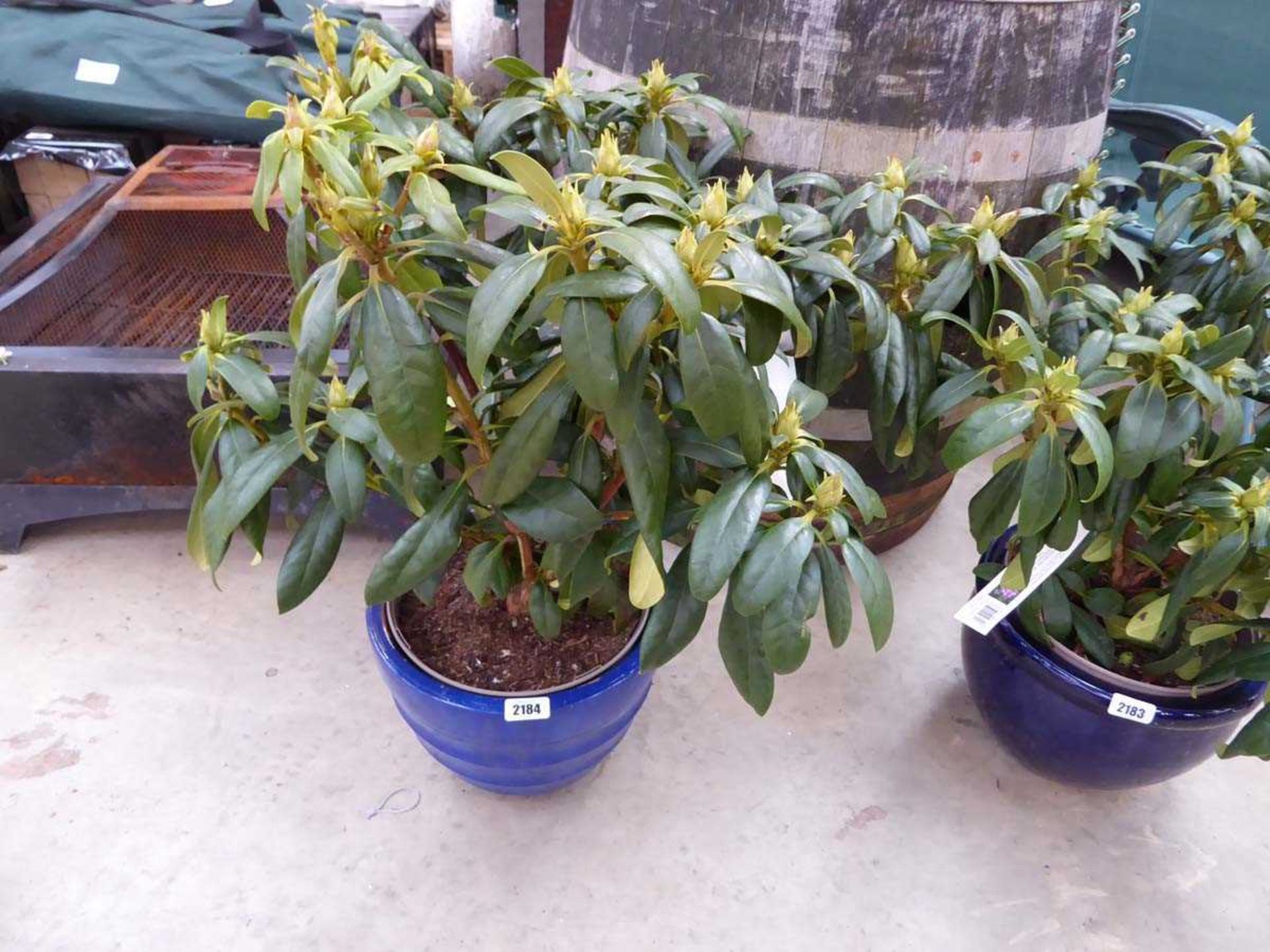 Large potted Libretto purple flowering rhododendron in blue ceramic glazed pot