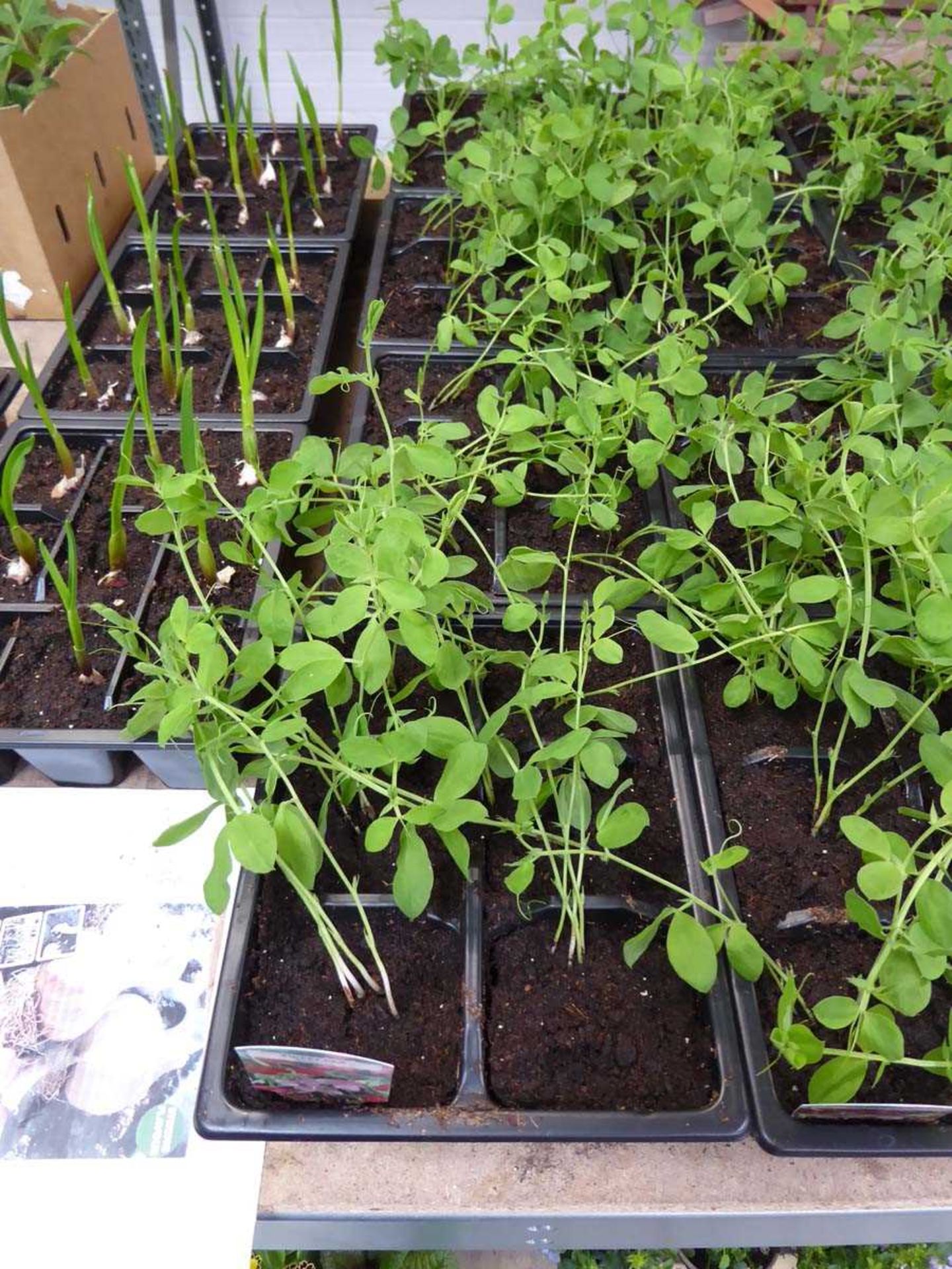 4 trays of Spencer sweet peas