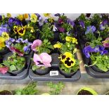 Tray containing 10 pots of pansies