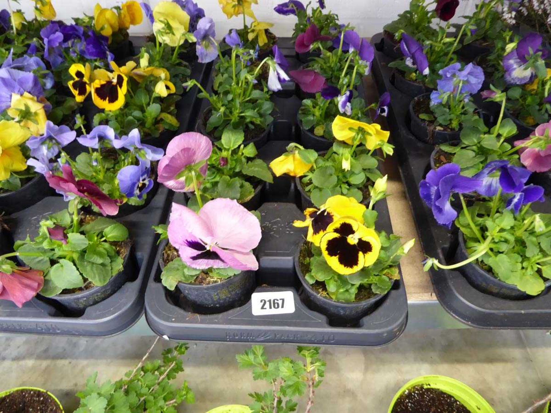 Tray containing 10 pots of pansies