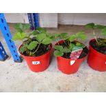 2 pots of strawberry plants