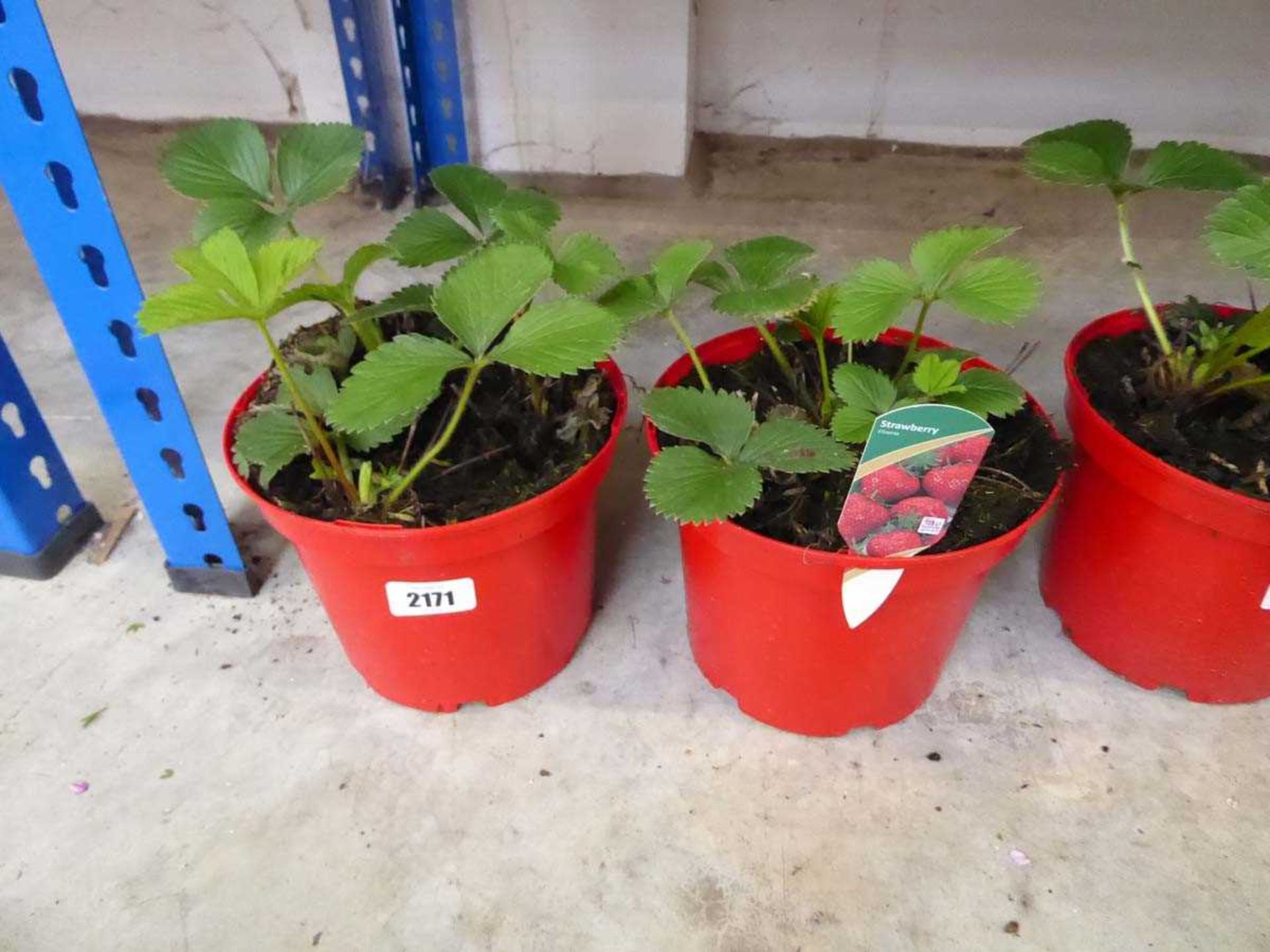 2 pots of strawberry plants