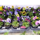 Tray containing 10 pots of pansies