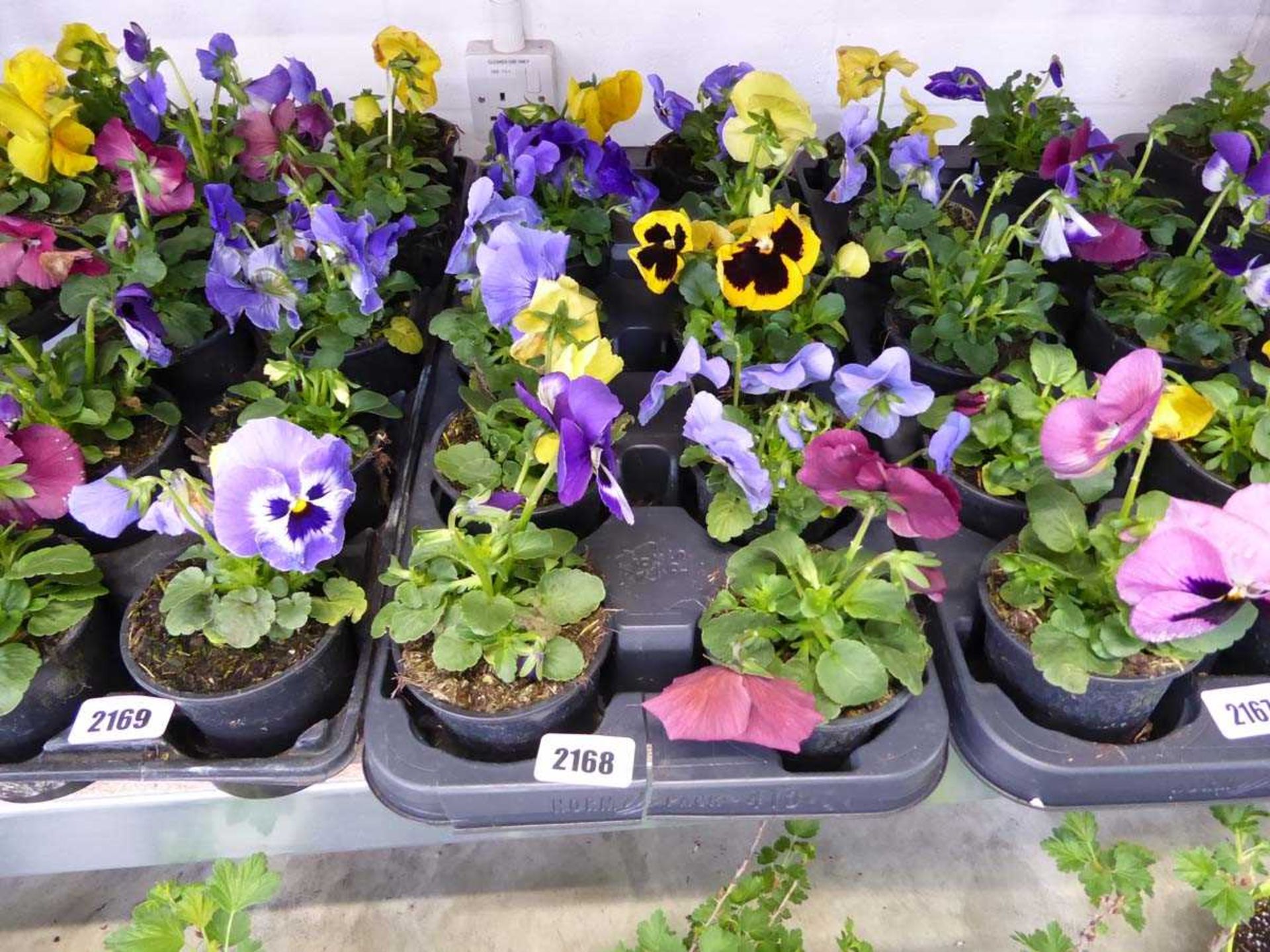 Tray containing 10 pots of pansies