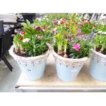 Pair of patio pots containing mixed plants