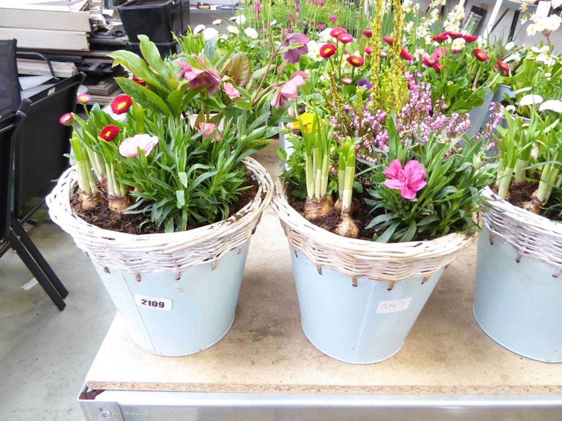 Pair of patio pots containing mixed plants