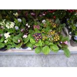 Tray containing 15 pots of mixed primulas