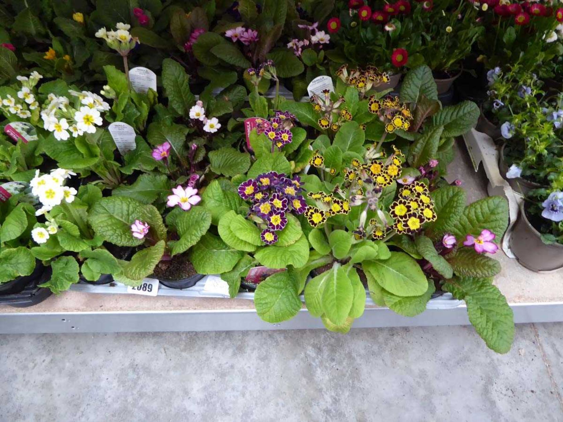 Tray containing 15 pots of mixed primulas