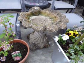 Weathered concrete shell shaped bird bath