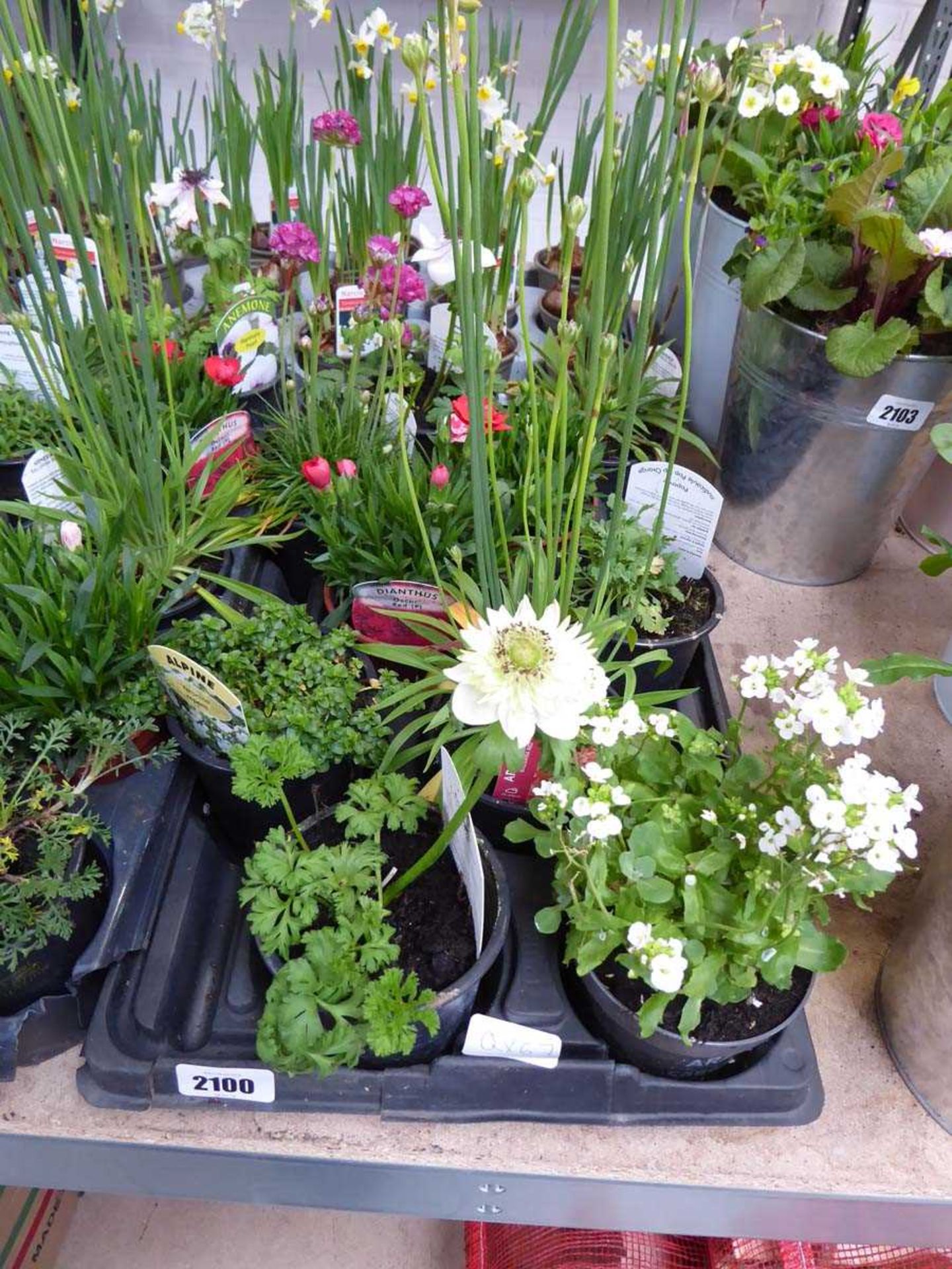 Tray containing 10 pots of mixed perennial plants