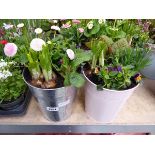 Pair of metal planters containing mixed plants