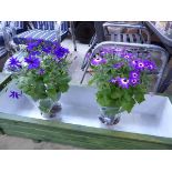 Pair of large potted purple flowering senetti