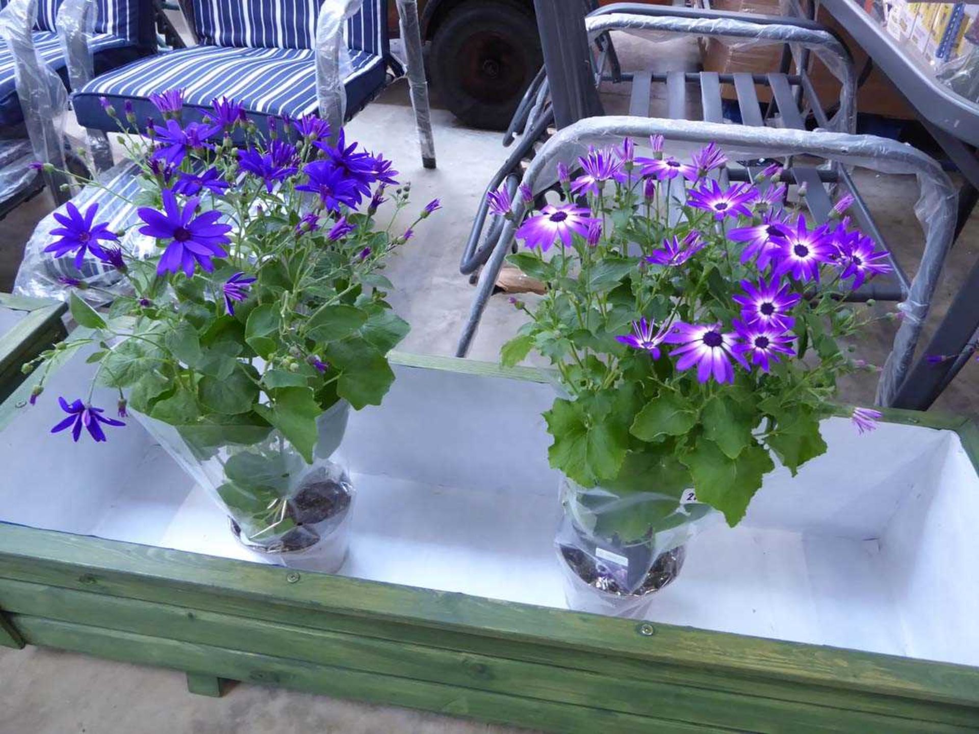 Pair of large potted purple flowering senetti