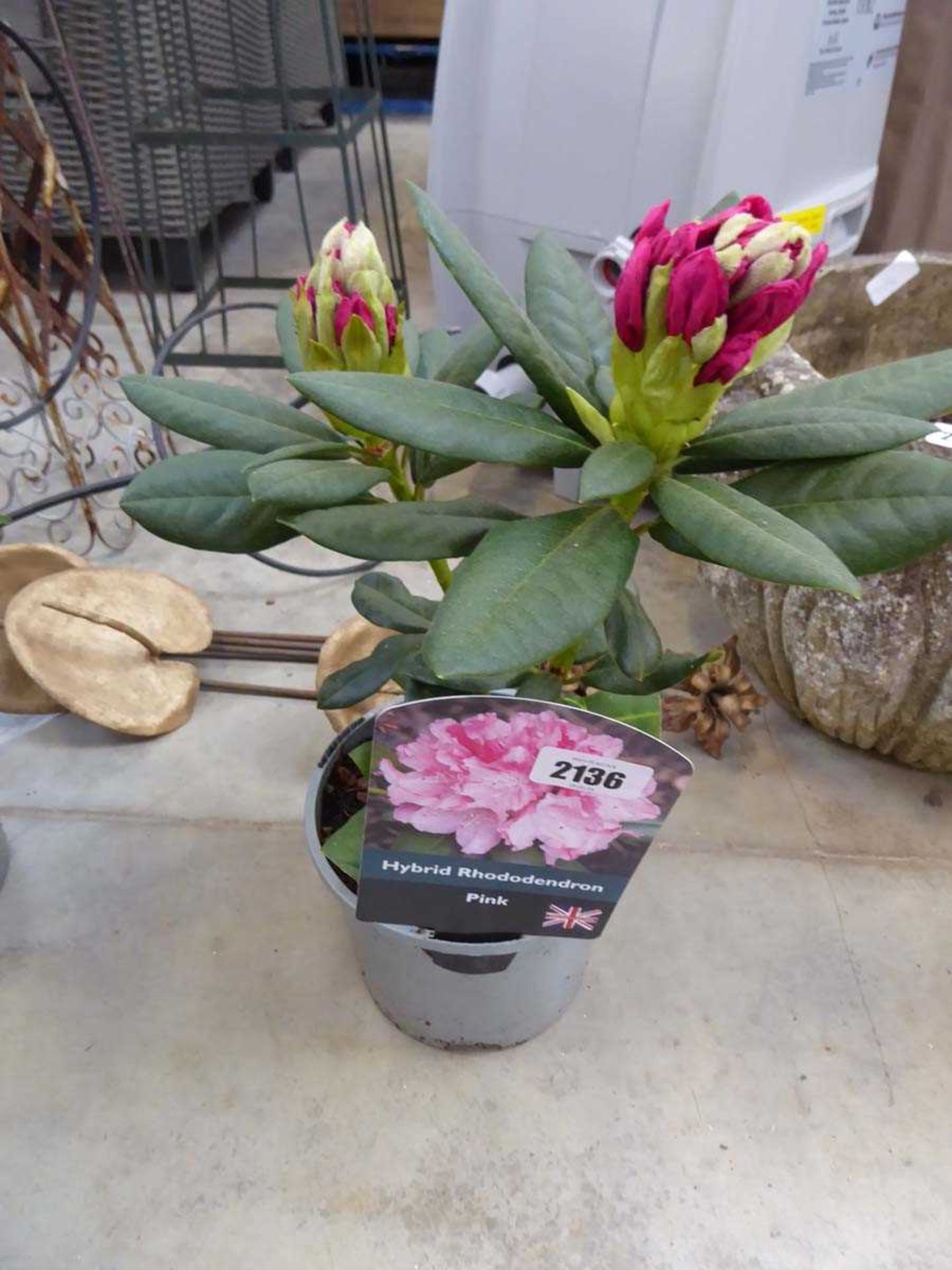 Potted pink hybrid rhododendron