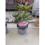 Potted pink hybrid rhododendron