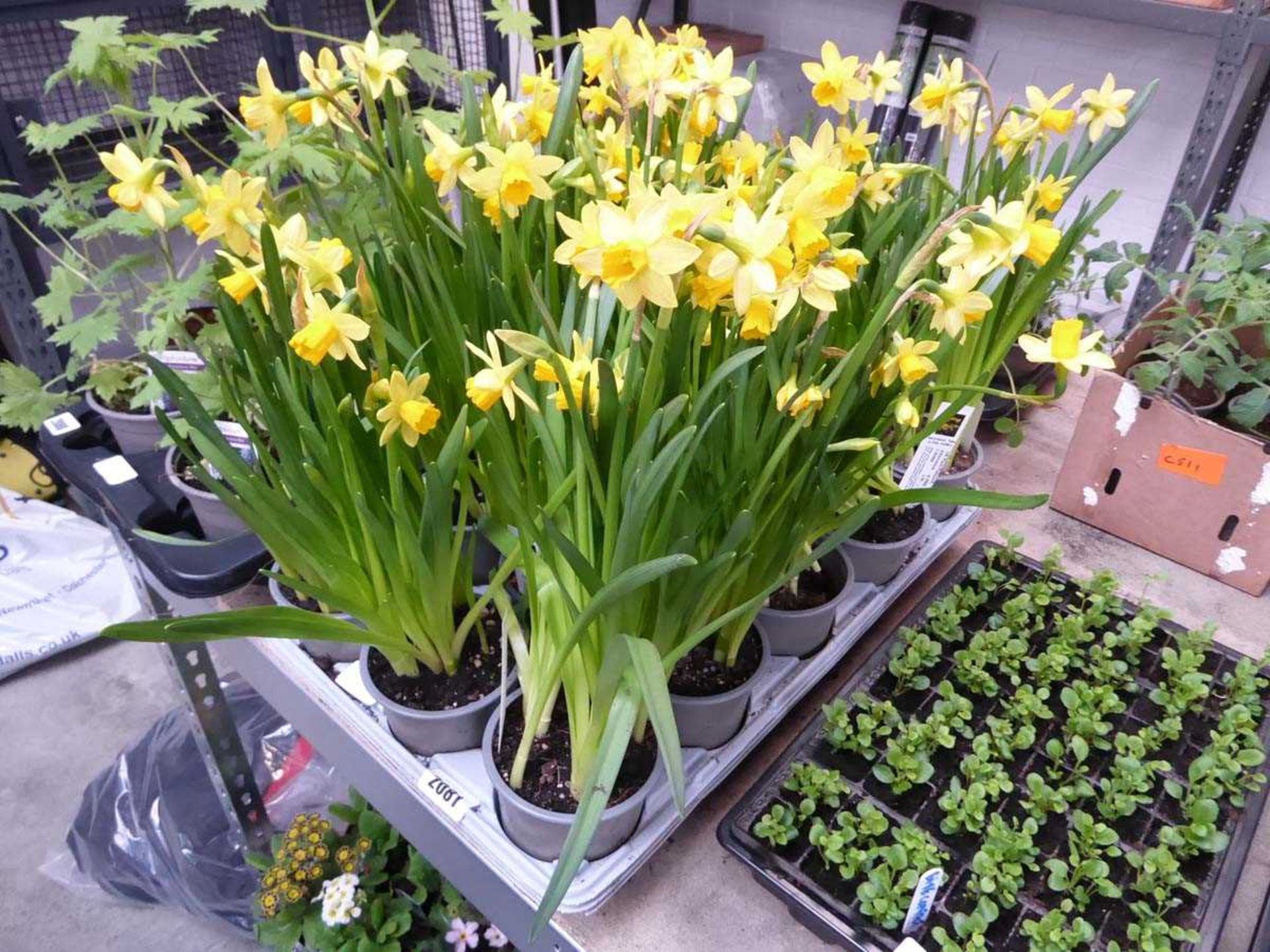 Tray containing 15 pots of narcissus