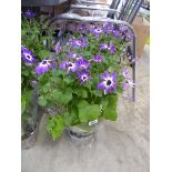 Pair of large potted purple flowering senetti