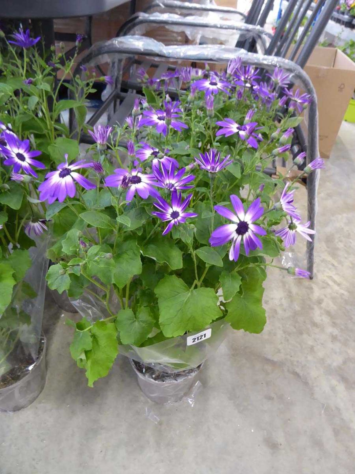 Pair of large potted purple flowering senetti