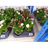 Tray containing 8 pots of Bellis daisies