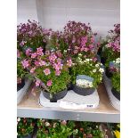 Tray containing 8 pots of mixed saxifraga