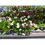 Tray containing 12 pots of Bellis daisies