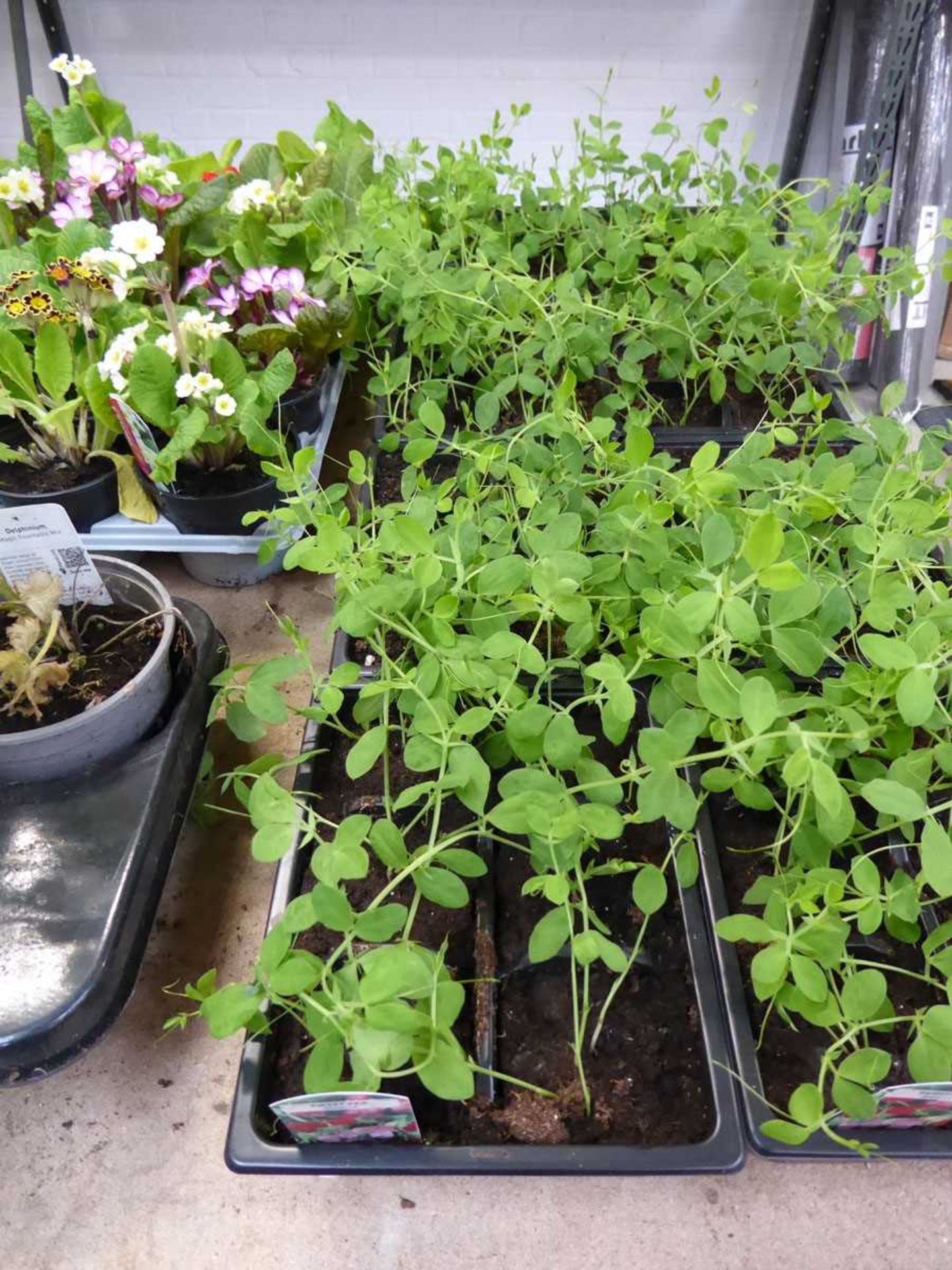 4 trays of Spencer sweet peas