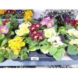 Tray containing 11 pots of primulas