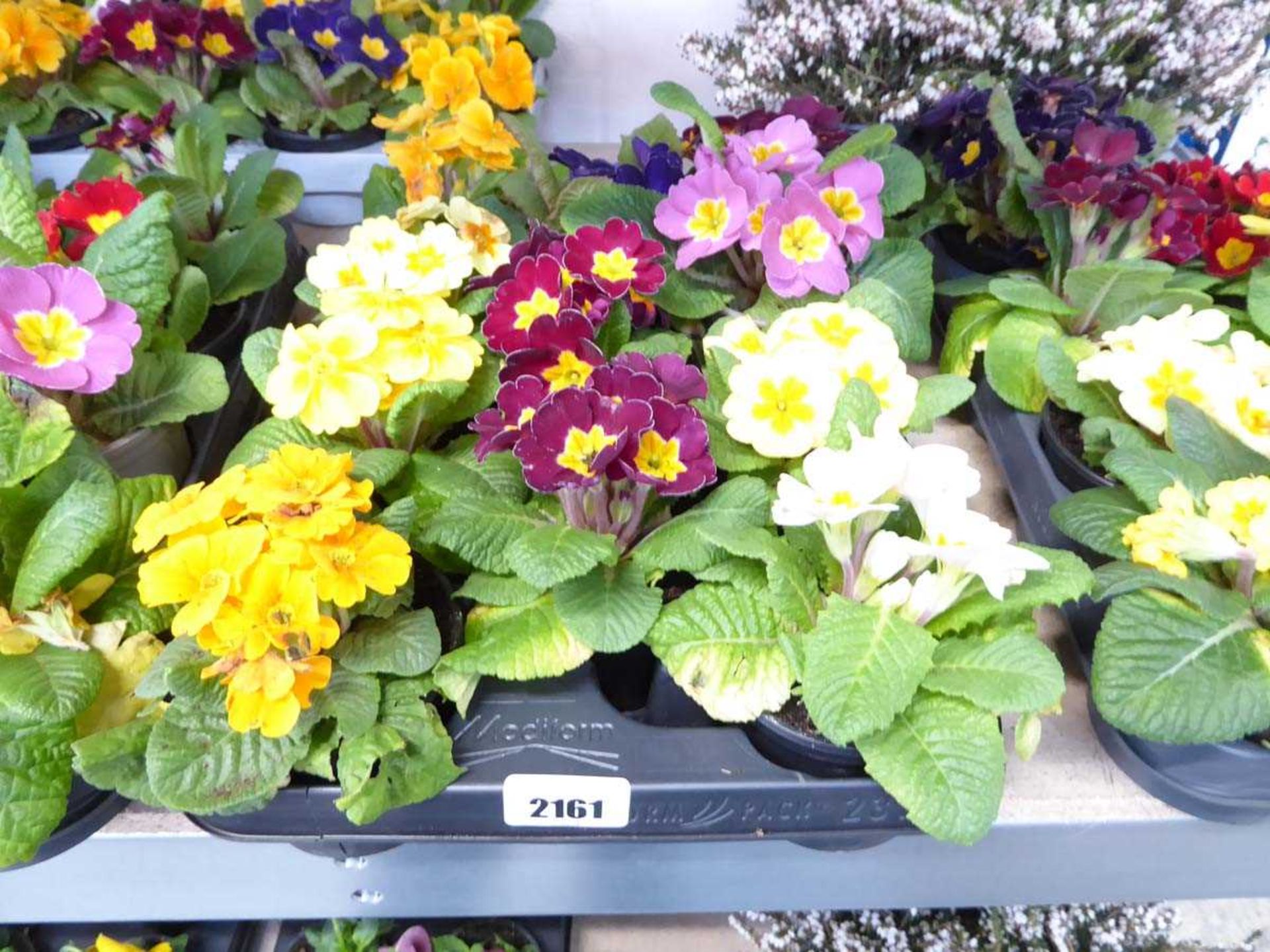 Tray containing 11 pots of primulas