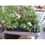 Tray containing 10 pots of mixed perennial plants