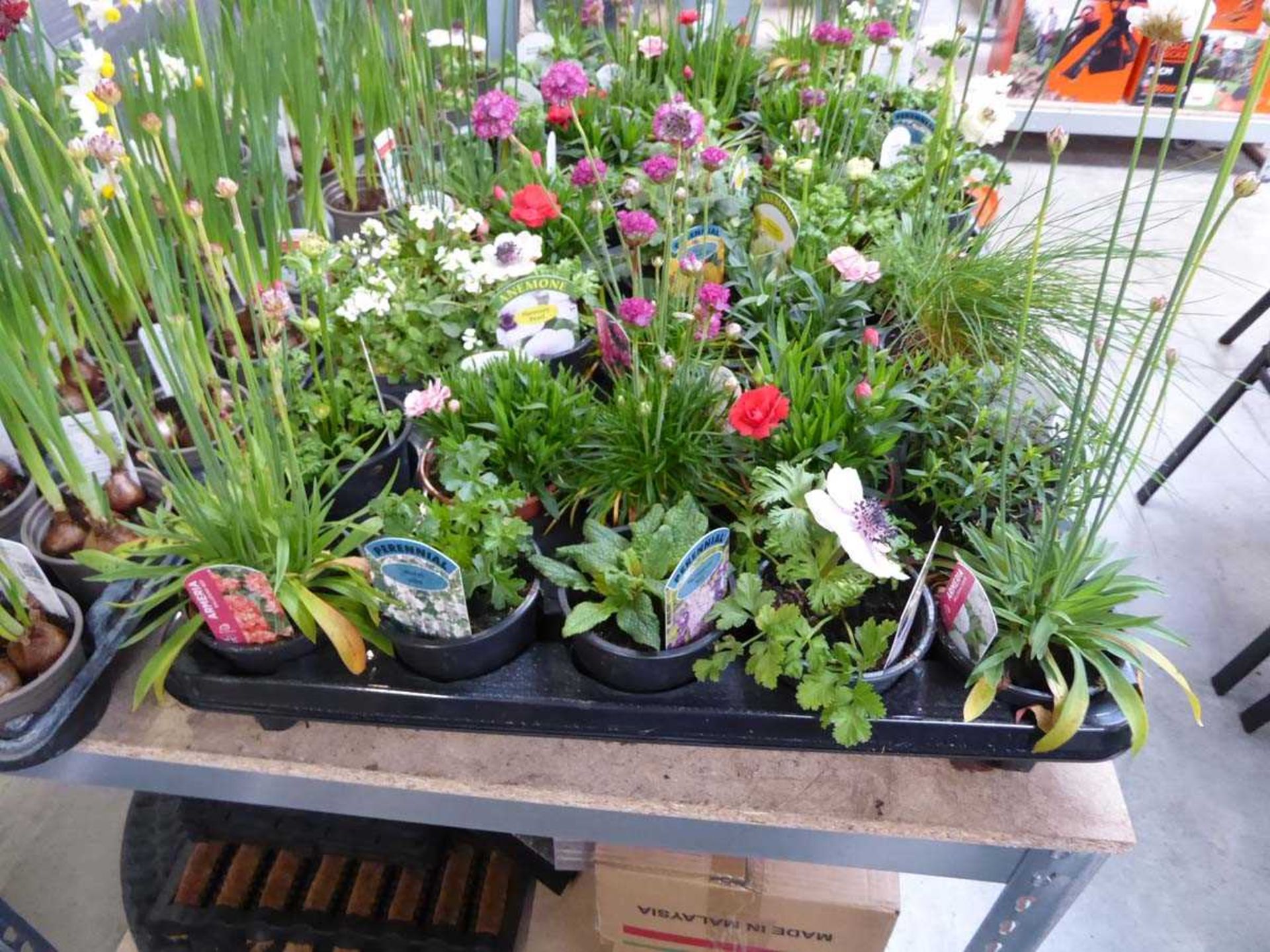 Tray containing 10 pots of mixed perennial plants