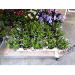 Tray containing 15 pots of mixed lobelia