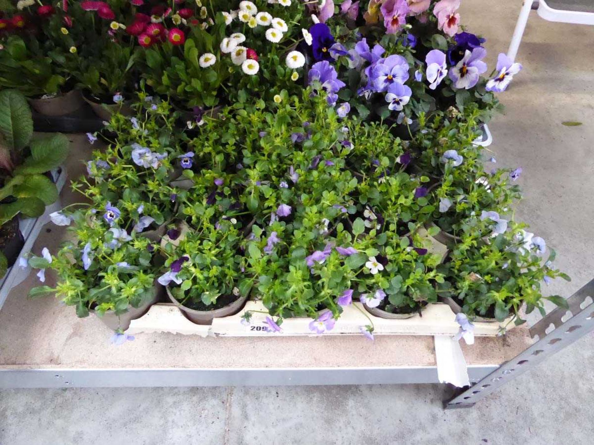 Tray containing 15 pots of mixed lobelia