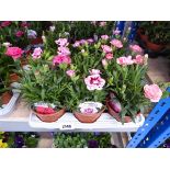 Tray containing 9 pots of white and red Oscar dianthus