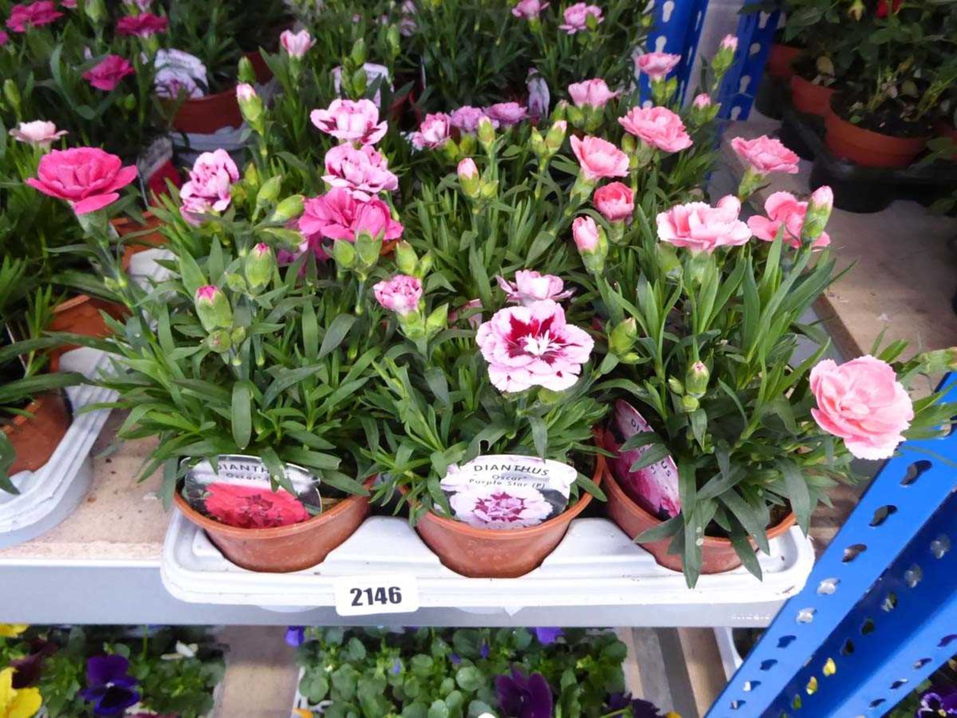 Tray containing 9 pots of white and red Oscar dianthus