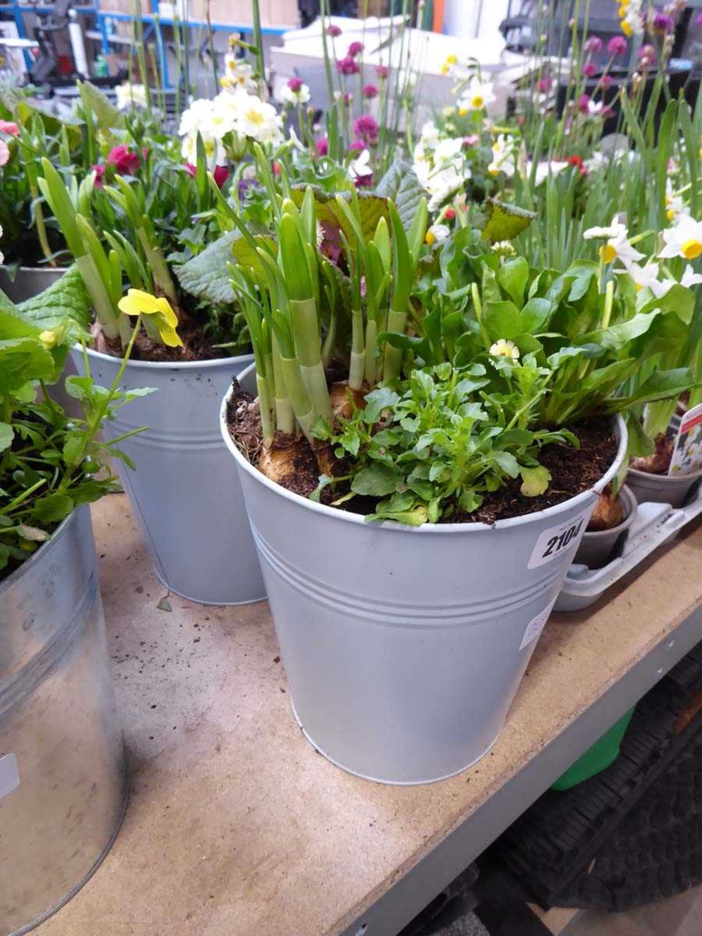 Pair of metal planters containing mixed plants
