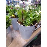 Pair of metal planters containing mixed plants