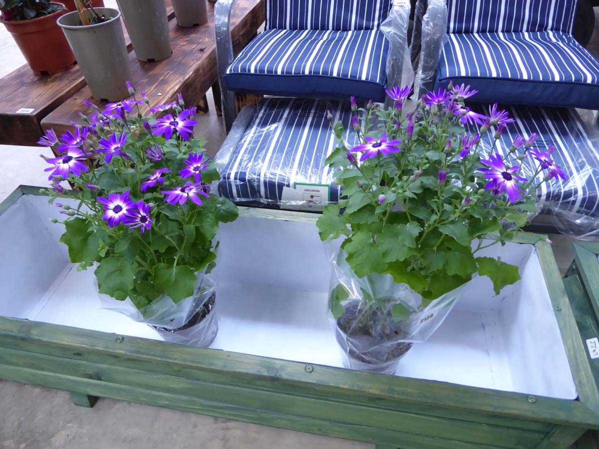 Pair of large potted purple flowering senetti