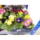 Tray containing 11 pots of primulas