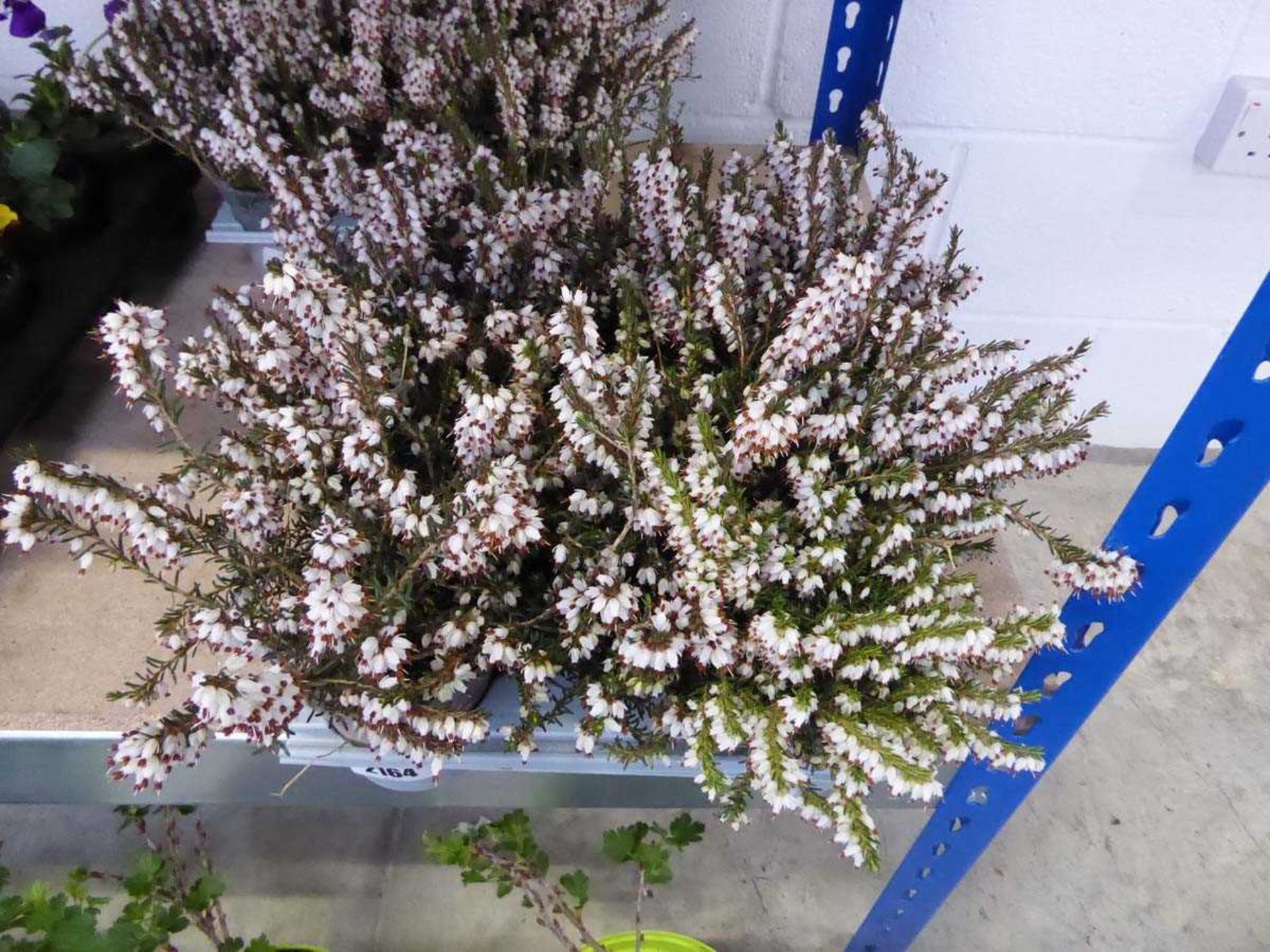 Tray containing 9 pots of heather