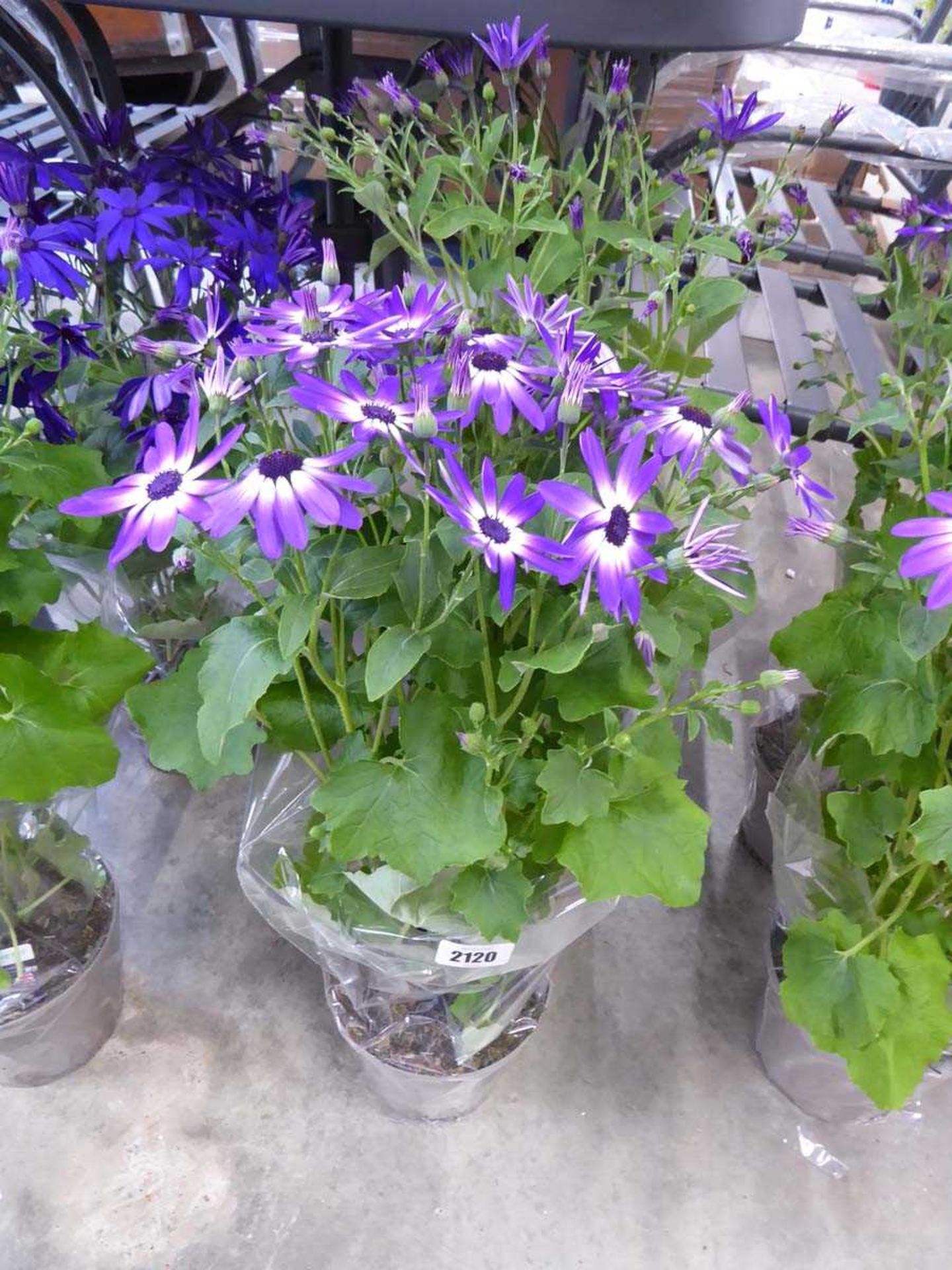 Pair of large potted purple flowering senetti