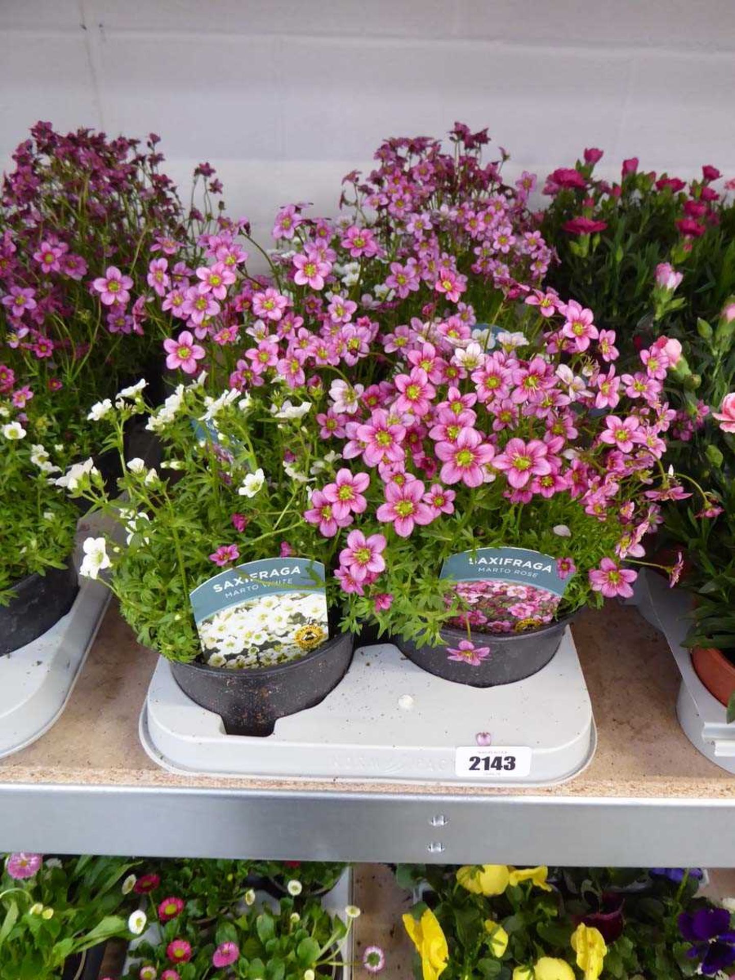 Tray containing 8 pots of mixed saxifraga