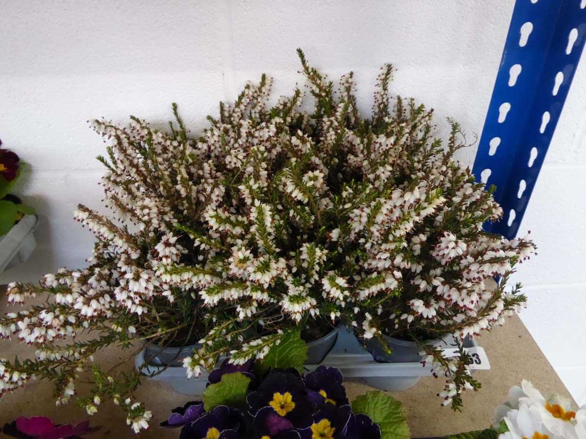 Tray containing 9 pots of heather