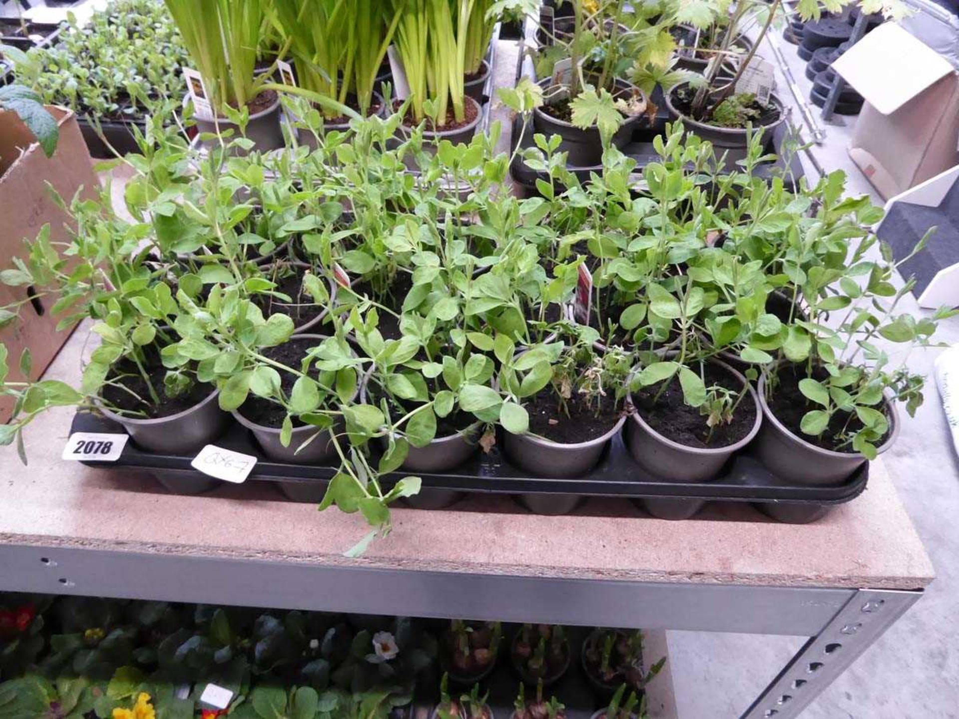 Tray containing 18 pots of Spencer sweet peas