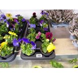 Tray containing 10 pots of pansies