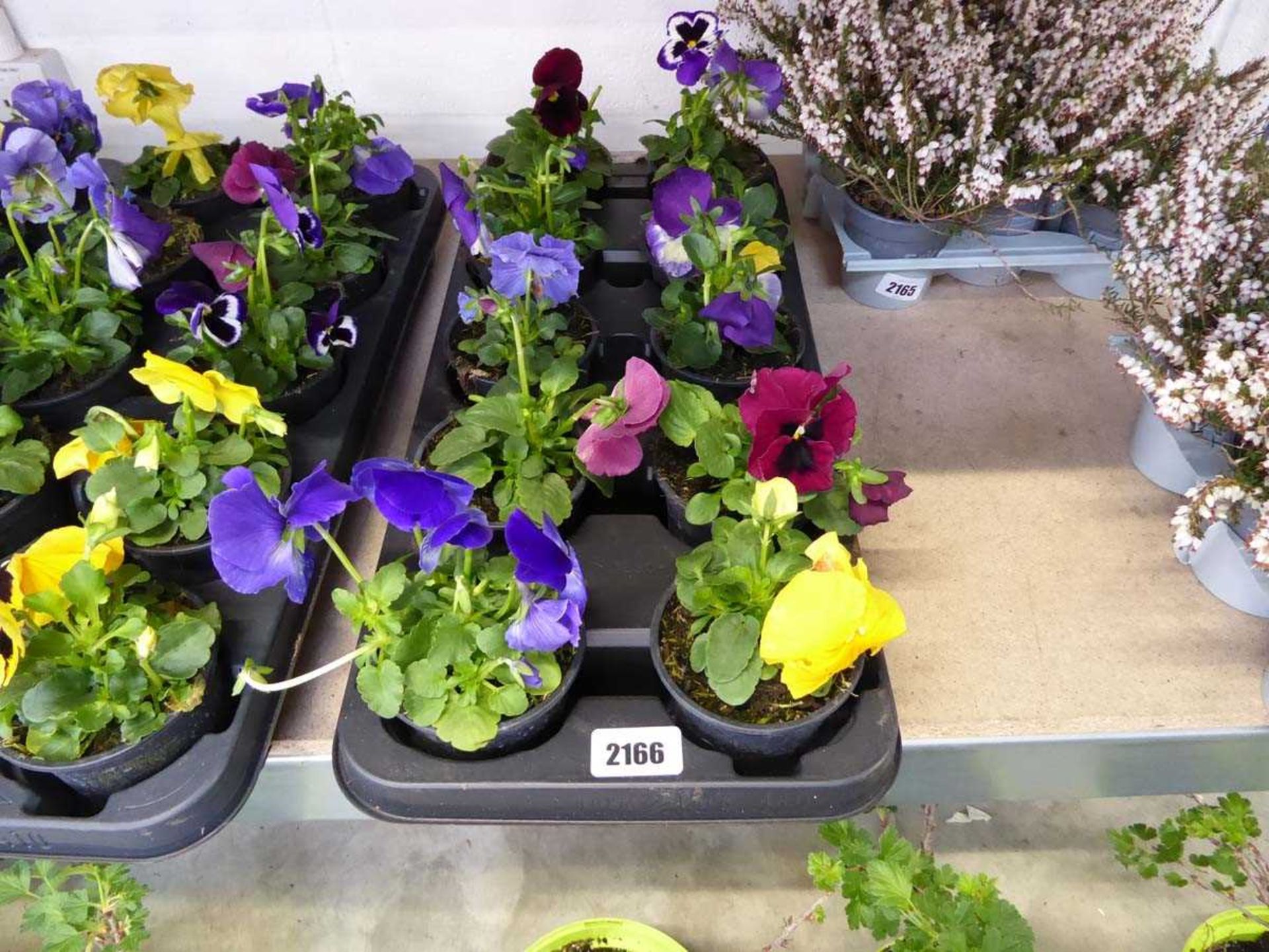 Tray containing 10 pots of pansies